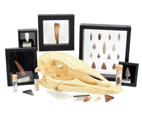 Natural History/Fossils: A Collection of Fossilized Dinosaur Teeth &amp; Natural History Items, two framed fossilized Spinosa
