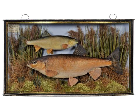 Taxidermy: A Cased Pair of Chub (Squalius cephalus), circa late 20th century, by Something Fishy, Taxidermy, Welling, Kent, a