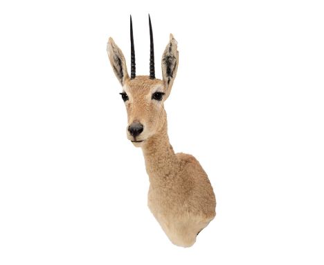 Taxidermy: Vaal Rhebok (Pelea capreolus), modern, South Africa, a high quality adult male shoulder mount with head turning sl