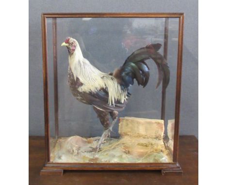 A Taxidermy model of a chicken,&nbsp;