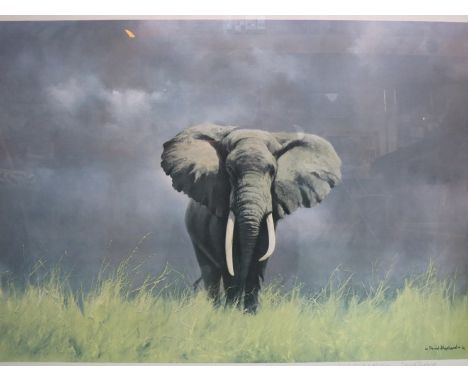 A signed David Shepherd print 'Wise Old Elephant'.  50cm x 75cm, framed and glazed 