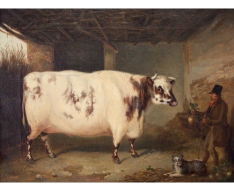 John Pitman (fl. 1820-1846)/A Short Horn'd Ox/Portrait of the Shorthorn Ox in a Barn interior with Cow Herd holding a Swede w