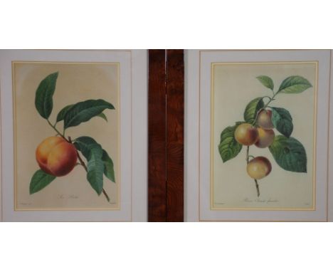 AFTER P. J. REDOUTE SET OF FOUR COLOUR PRINT REPRODUCTIONS Specimens of fruit on boughs 10" x 7" (25.5 x 18cm) in uniform yew
