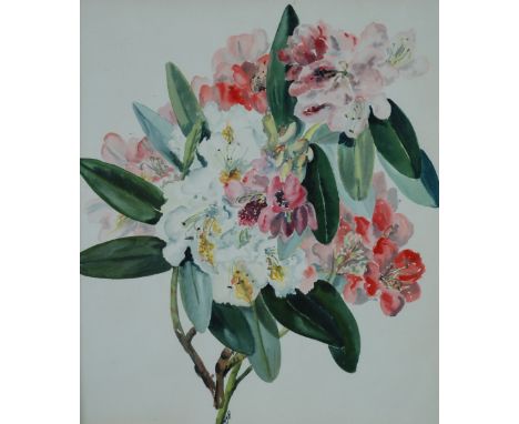 INITIALLED M.Y.H. WATERCOLOUR DRAWING  Rhodedendron flowers Signed with initials 14 1/2" x 12 1/4" (37 x 32cm) and a colour p