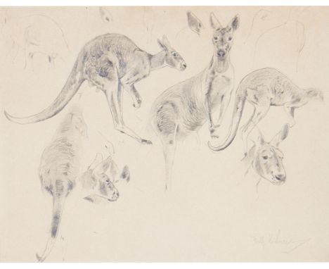 WILHELM FRIEDRICH KUHNERT (1865 - 1926) Framed, signed, pencil sketch on paper, studies of Red Kangaroos, 22.2cm x 29.2cm.