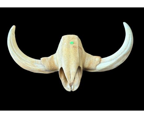 Warthog partial skull and tusks. 22cm from tusk tip to tusk tip.