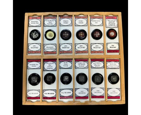 Wooden Box of Vintage Prepared Microscopic Slides, box contains 12 trays of 12 spaces for slides. Only 6 of the trays contain