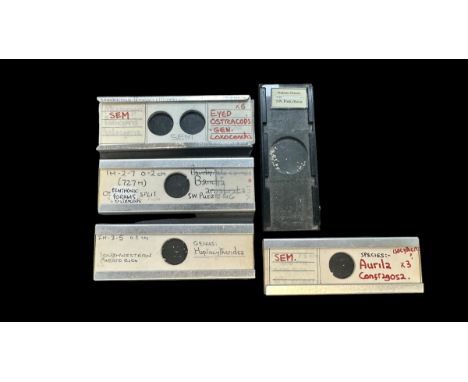 Small Wooden Box of Vintage Prepared Microscopic Slides. Box contains 6 trays of 6 slides, 36 slides in total. Subject matter
