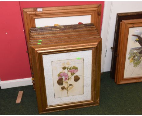 A group of ten Botanical prints framed in groups of six and four, together with a large coloured print of Tulips (11)