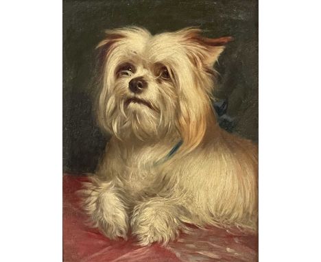 British School, early 20th Century, portrait of a Maltese Terrier, oil on panel, 19 by 14cm, gilt frame