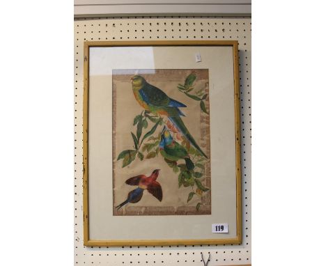 Framed coloured print of Parakeets 