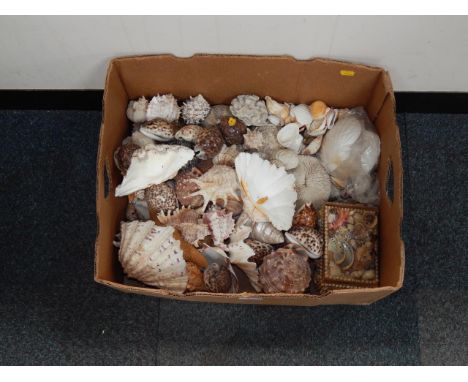 Cowrie and other exotic shells, sea urchins, starfish, and a shell encrusted casket, (qty).