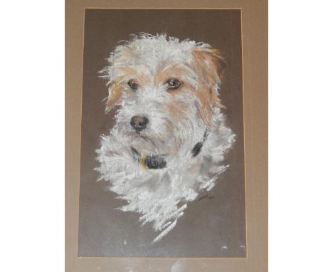 V D Carey (British early 20th C). Portrait of a Terrier, pastel, signed, dated 1923, 38.5cm x 24.5cm.