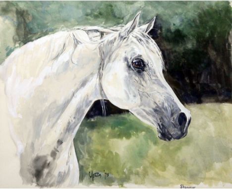 Peter Upton (1937-)watercolour,Portrait of the Arab stallion 'Shammar',signed and dated '78,11 x 13.5in.