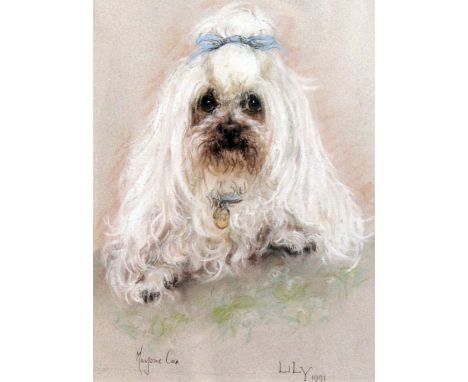 Marjorie Cox (20th C.)pastel,Portrait of a white poodle 'Lily',signed and dated 1991,14 x 10.5in.