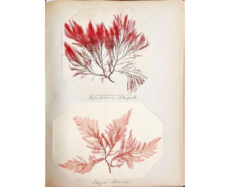 Natural History Specimens from JerseyJersey Islands: Westacton [Mrs Acton] Collection of 53 original dried examples of Seawee