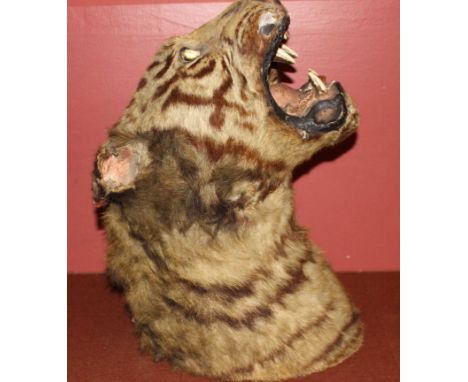 A Victorian taxidermy tiger's head, open mouth, with label for John Gardner, Oxford Street, London, 47cm highCondition: Some 