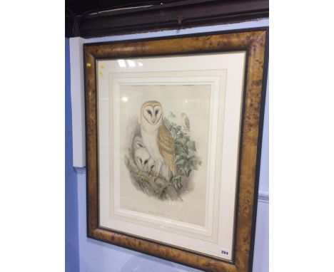 A print 'Strix Flammea', in walnut frame