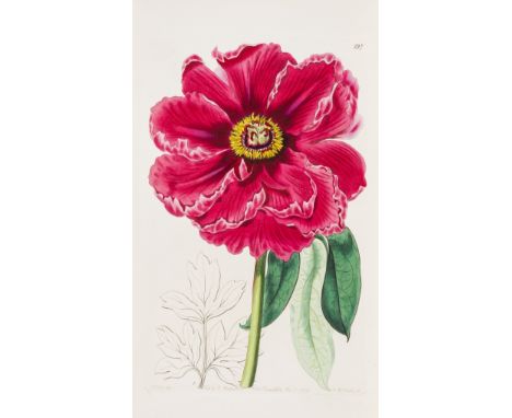 Sweet (Robert) The British Flower Garden, 7 vol. (i.e. 1st series 3 vol. &amp; 2nd series 4 vol.), 712 hand-coloured engraved