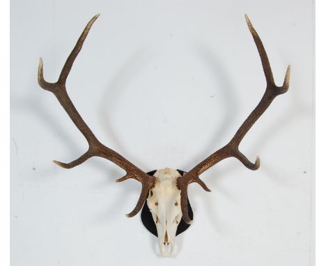 Of taxidermy interest - A vintage 20th century 10 point deers antlers mounted on an armorial wooden plaque. 110cm x 95cm.