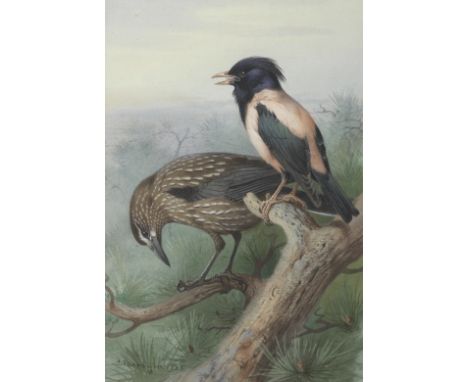 Archibald Thorburn (British, 1860-1935)Nutcracker and Rose Coloured Starling  signed and dated 'A. Thorburn 1925' (lower left