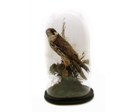 A Victorian taxidermy study of a Hobby, (falcon subbuteo) on naturalistic base and under a glass dome, 49cm high