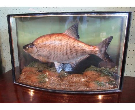A mid-20th century preserved and well modelled Bream, contained within a bow front taped display case, bearing legend 'Caught