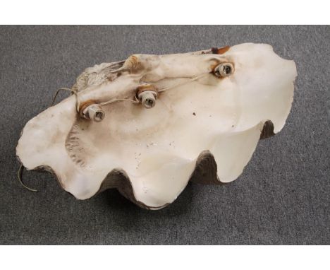 A Giant Clam (TRIDACNA GIGAS) half shell with light fittings attached to the inside. L.70 W.50cm. 47kg.