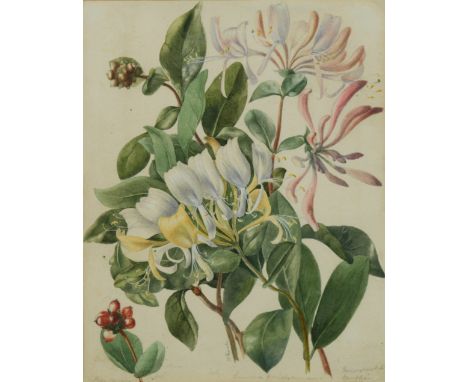 Botanical studies - Honeysuckle Woodbine; Double Scarlet Anemone, Dwarf Iris and Wall Flower, Geranium 'Queen Eleanor' (two f