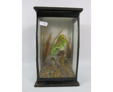 Taxidermy Green and yellow budgie in a glass case, 10" tall, 6" wide and 4.5" deep.