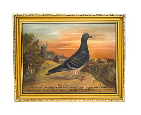 Andrew Beer (1862 - 1954)Portrait of a racing pigeon - "Tons of Money"Oil on canvasSigned lower left29cm x 39cm
