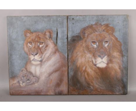After Charles Edwin Baldock, A pair of unframed oil on canvas, portrait of a lion and one of a lioness and cub. (40.5cm x 30.