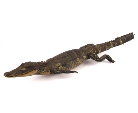 Gerry Anderson: Thunderbirds - Original Taxidermy Prop Alligator, screen used, and featured in episode Attack of the Alligato