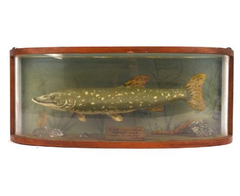 Gerry Anderson: Joe 90 (1968- 1969) Original Prop mounted pike, within a perspex and wood display case, brass coloured plaque