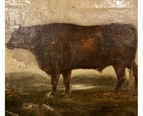 British School, Portrait of a prized bull within a landscape, oil on board, unsigned. 17x20ins., approx.
