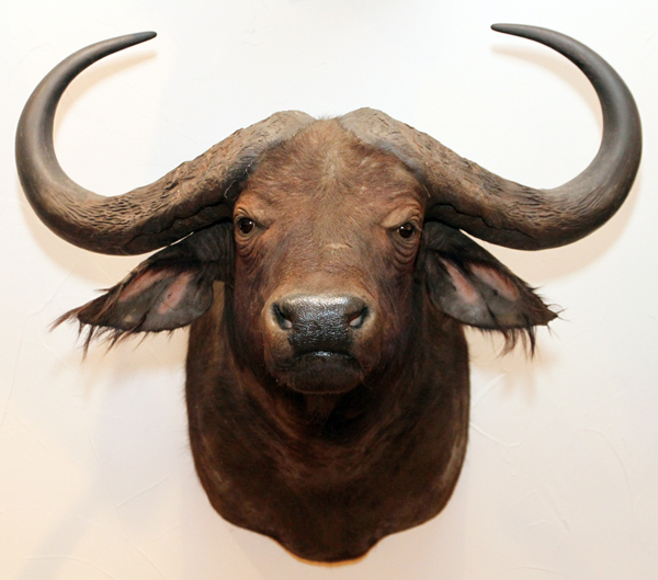 AFRICAN CAPE BUFFALO, TROPHY MOUNT H 38