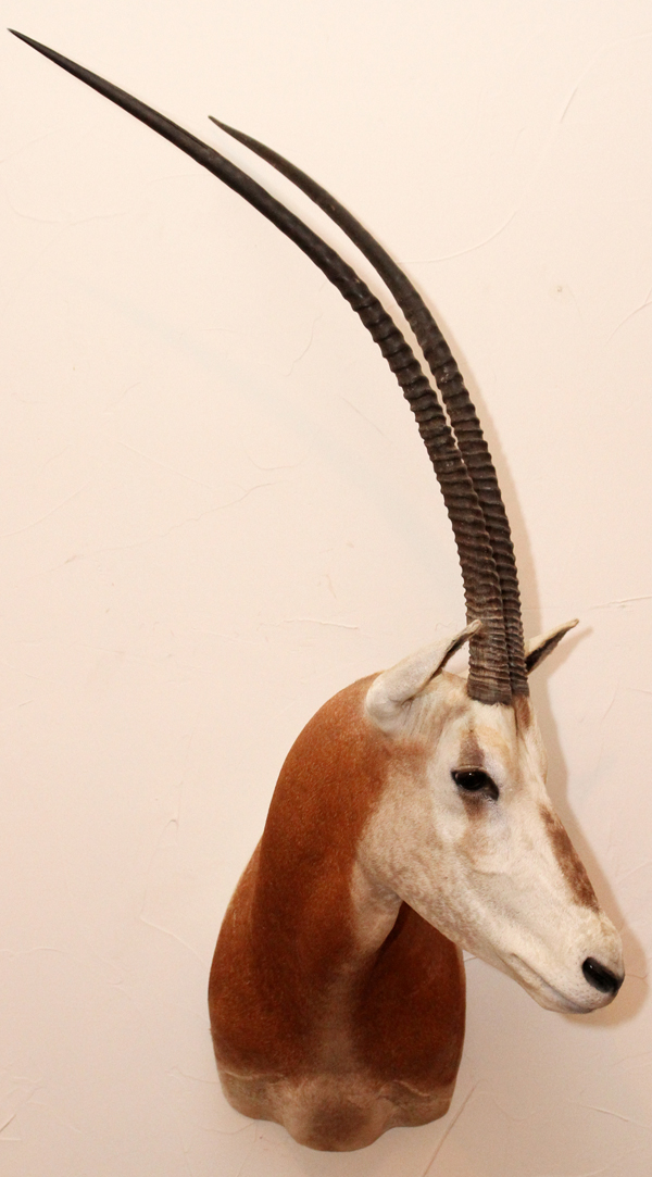 SCIMITAR HORNED ORYX TROPHY MOUNT, H 48", W 35", D 22"Scimitar Horned Oryx (Oryx dammah) shoulder