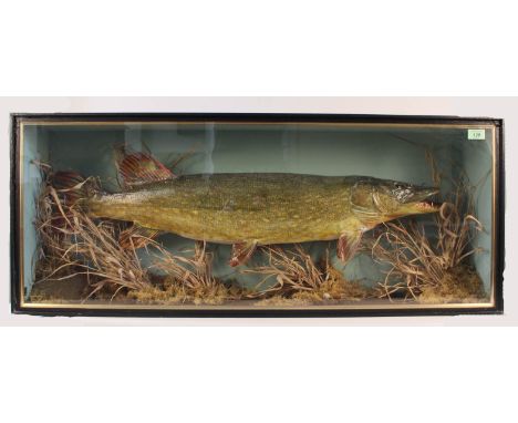 A taxidermy pike well presented with 17" x 42" case, this very fine work by H R Bennett Norwich