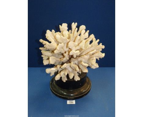 A large piece of coral on a plinth (some damage), 14'' tall including plinth