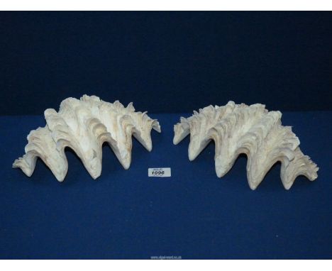 Two large clam shells, 11" wide.