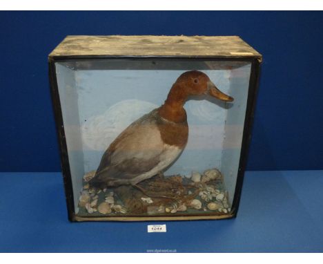 A cased taxidermy of a Pochard Duck, 14" wide x 14" high x 7" depth.