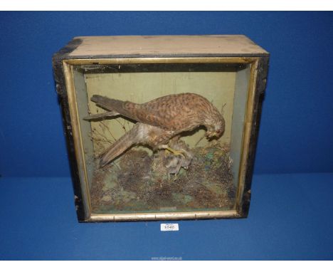 A cased taxidermy of a Kestrel, 14 1/2" wide and tall x 8" tall.