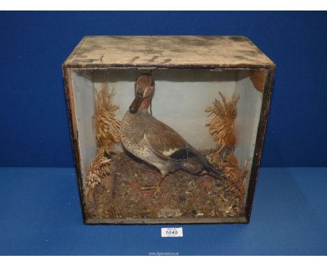 A cased Taxidermy of a Eurasian Teal Duck labelled "G.E. Chubb 1 Haircutter and Dresser Bird & Quadruped Stuffer Yeovil",12" 