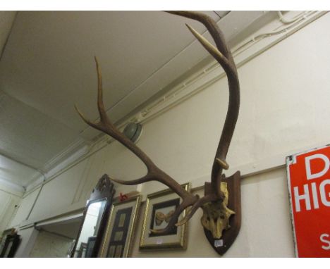 Pair of stag antlers mounted on an oak shield shaped bracket