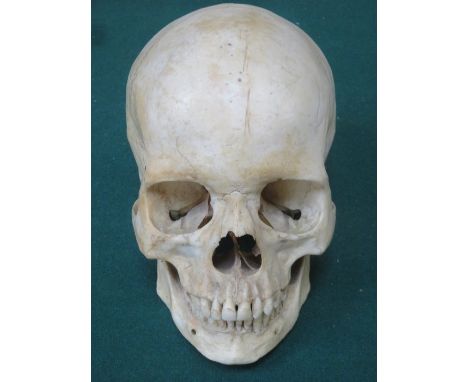 VINTAGE HUMAN SKULL WITH SPRING JAW
