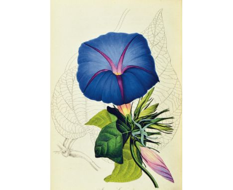 Paxton, Joseph. Paxton's Magazine of Botany, and Register of Flowering Plants, volumes 1-16 [all published], first edition, 7