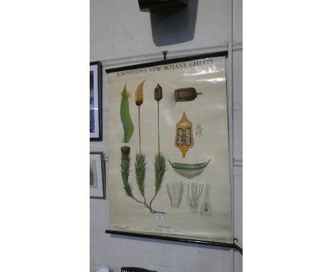 A Vintage Printed Teaching Aid, Johnston's New Botany Charts, Printed In Sweden, 96cm High 