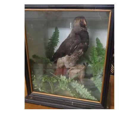 Taxidermy cased model of a grey parrot in a naturalistic setting, 32cms wide x 36cms high  