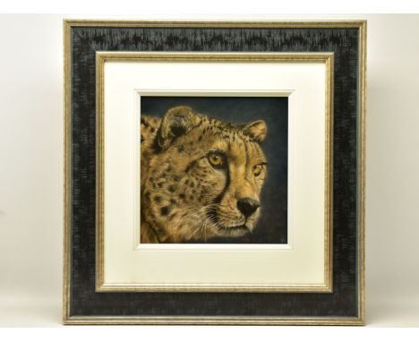 VALERIE SIMMS (BRITISH 1965) 'EYES BRIGHT', a portrait study of a cheetah, signed bottom right, pastel on paper, approximate 