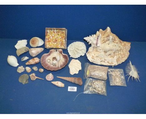 A small quantity of shells and coral including Conch shell, Neogene coral, Venus Comb, Terebra sea snails, tiny shells etc.